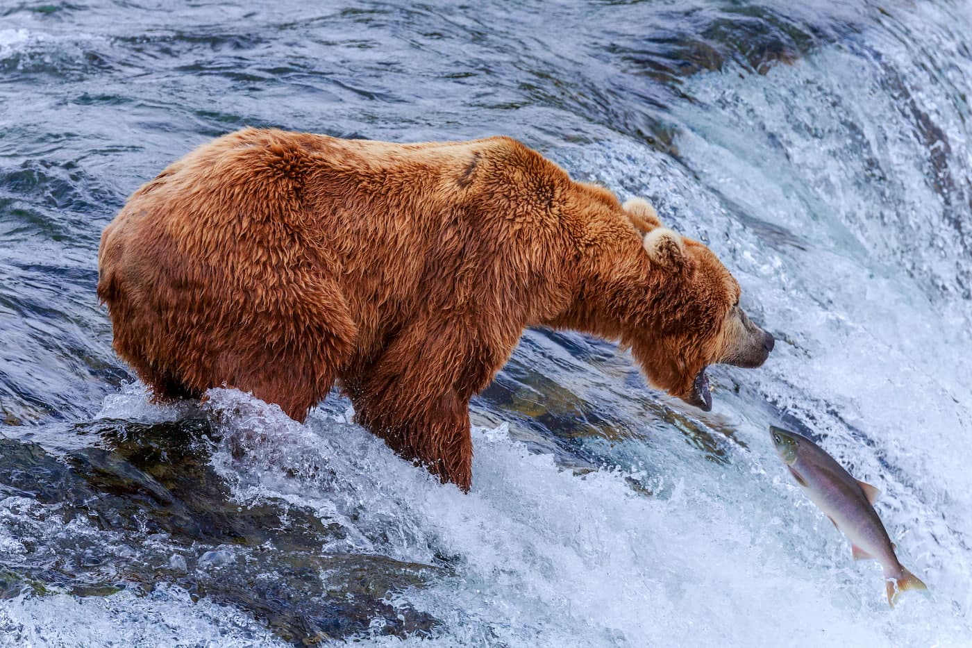 A brown bear catching a leaping salmon at the top of a waterfall